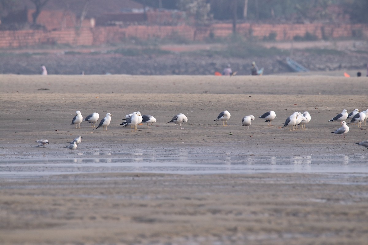 Lesser Black-backed Gull - ML616026304