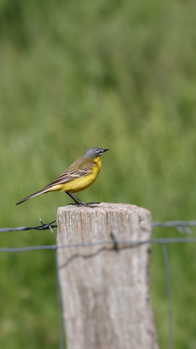Western Yellow Wagtail - YUSUF CANBAZ