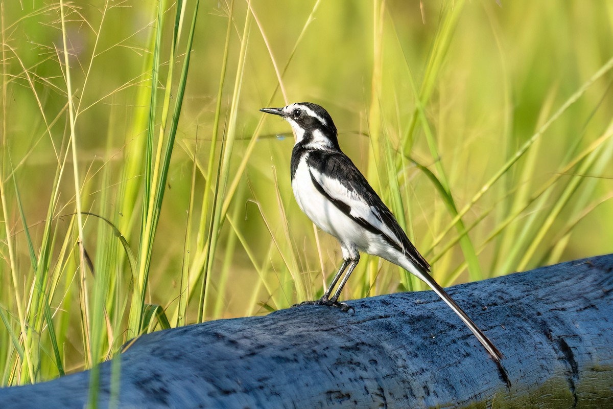 African Pied Wagtail - ML616026412
