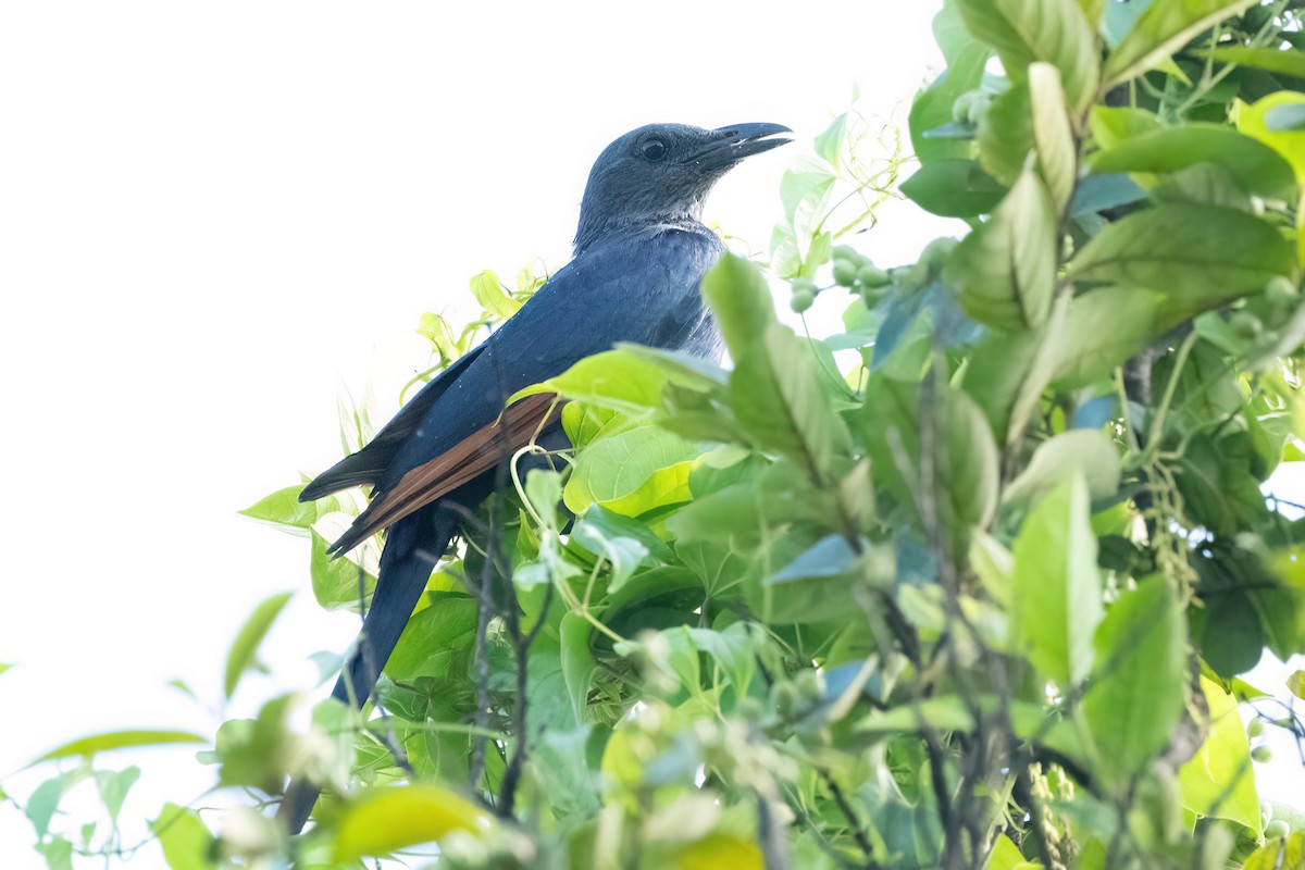 Red-winged Starling - ML616026415