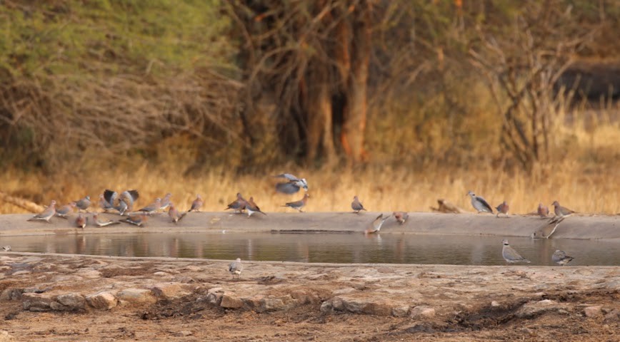 Laughing Dove - ML616026420