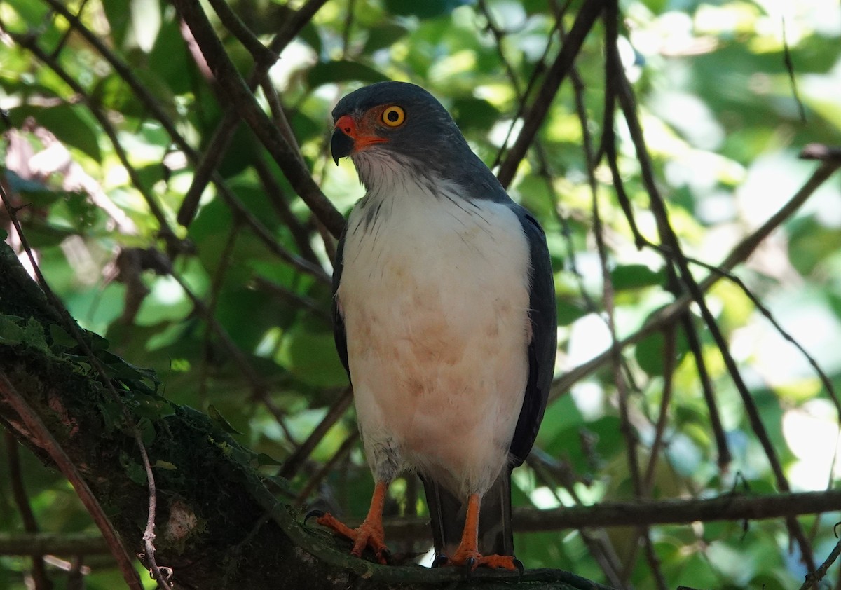 Semiplumbeous Hawk - ML616026421