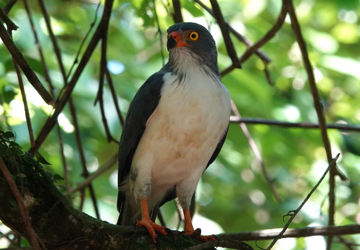 Semiplumbeous Hawk - ML616026426