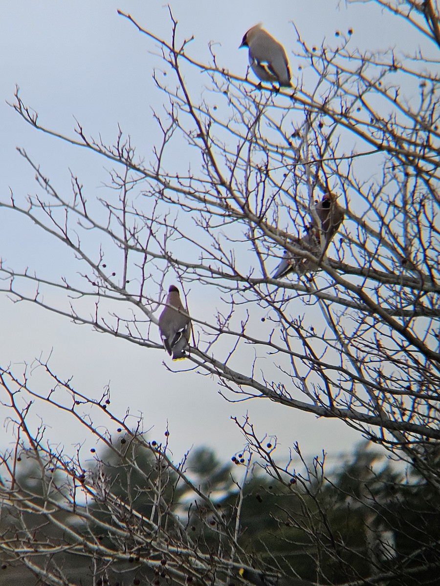 Bohemian Waxwing - ML616026430
