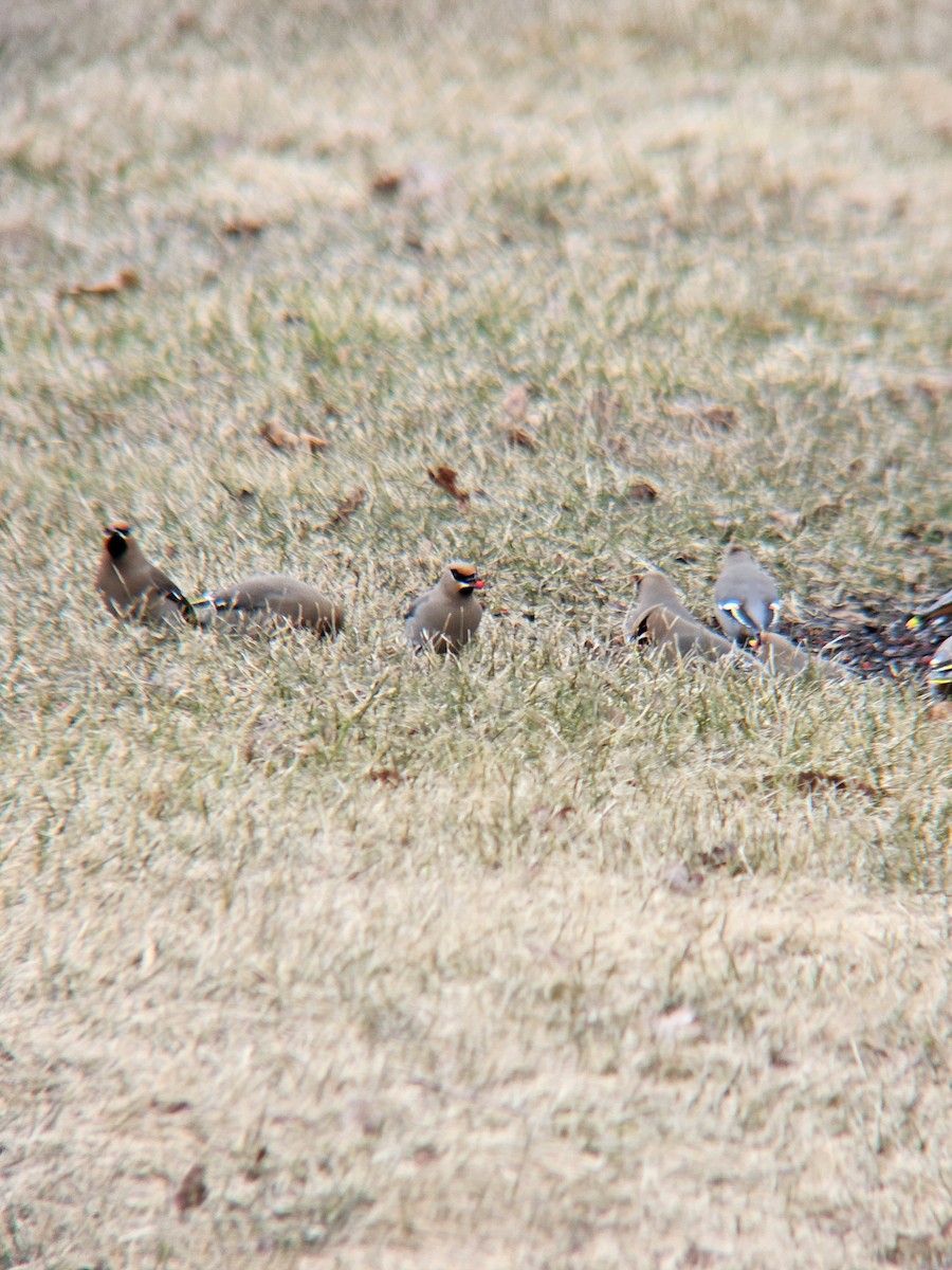 Bohemian Waxwing - ML616026431