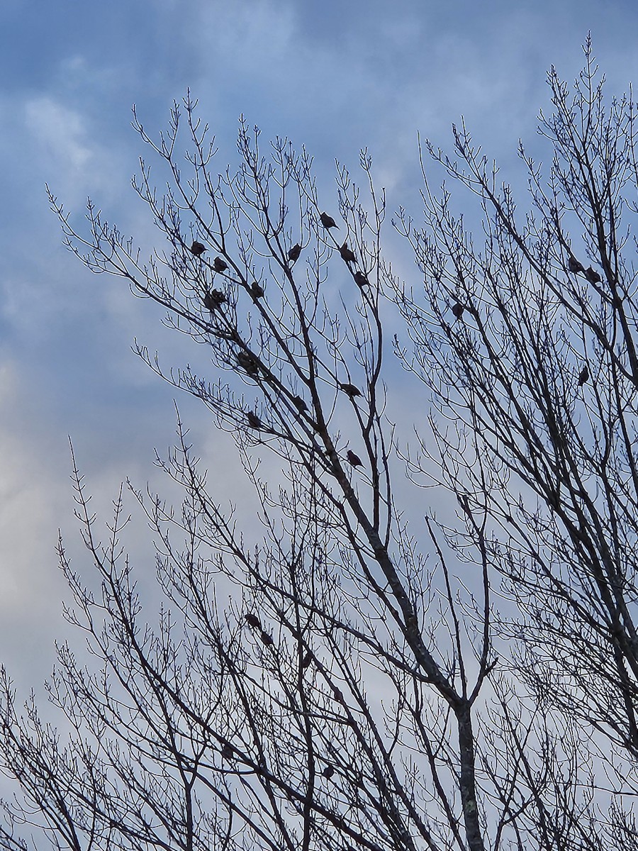 Bohemian Waxwing - ML616026432