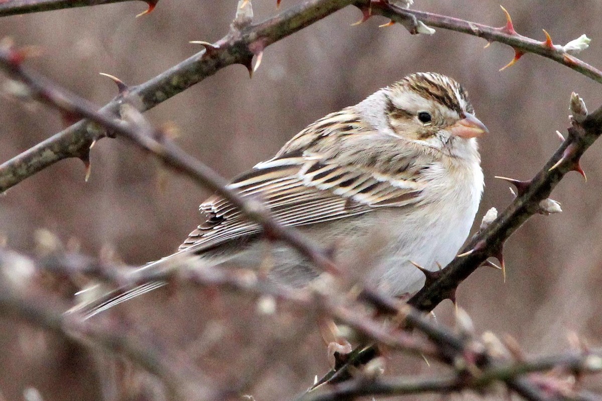 Clay-colored Sparrow - Dianne Snyder