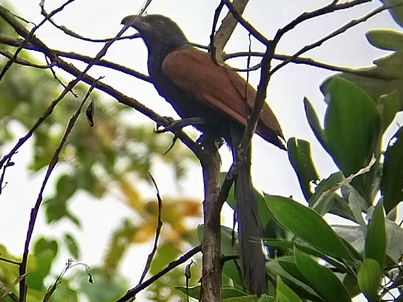 Greater Coucal - Lars Mannzen