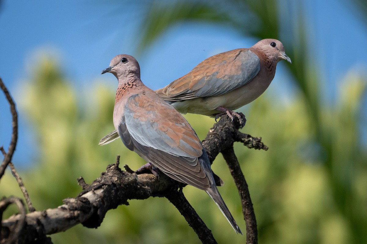 Laughing Dove - ML616026476