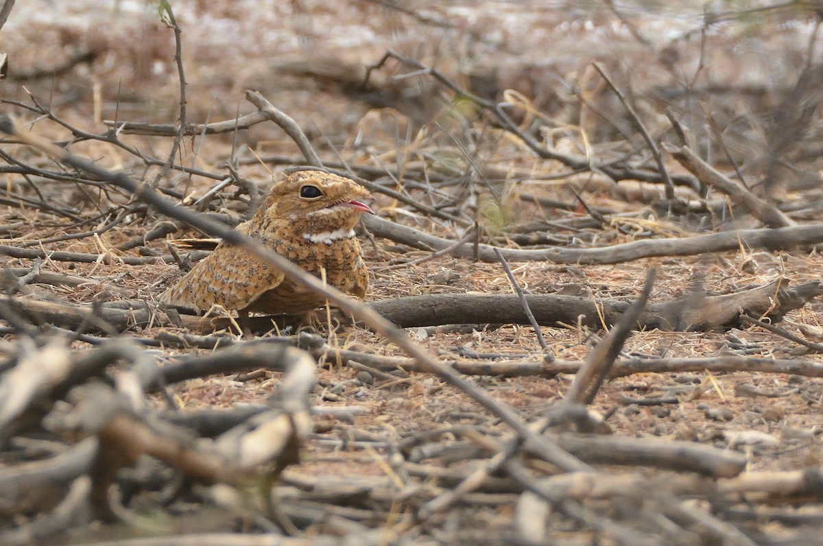 Golden Nightjar - ML616026498