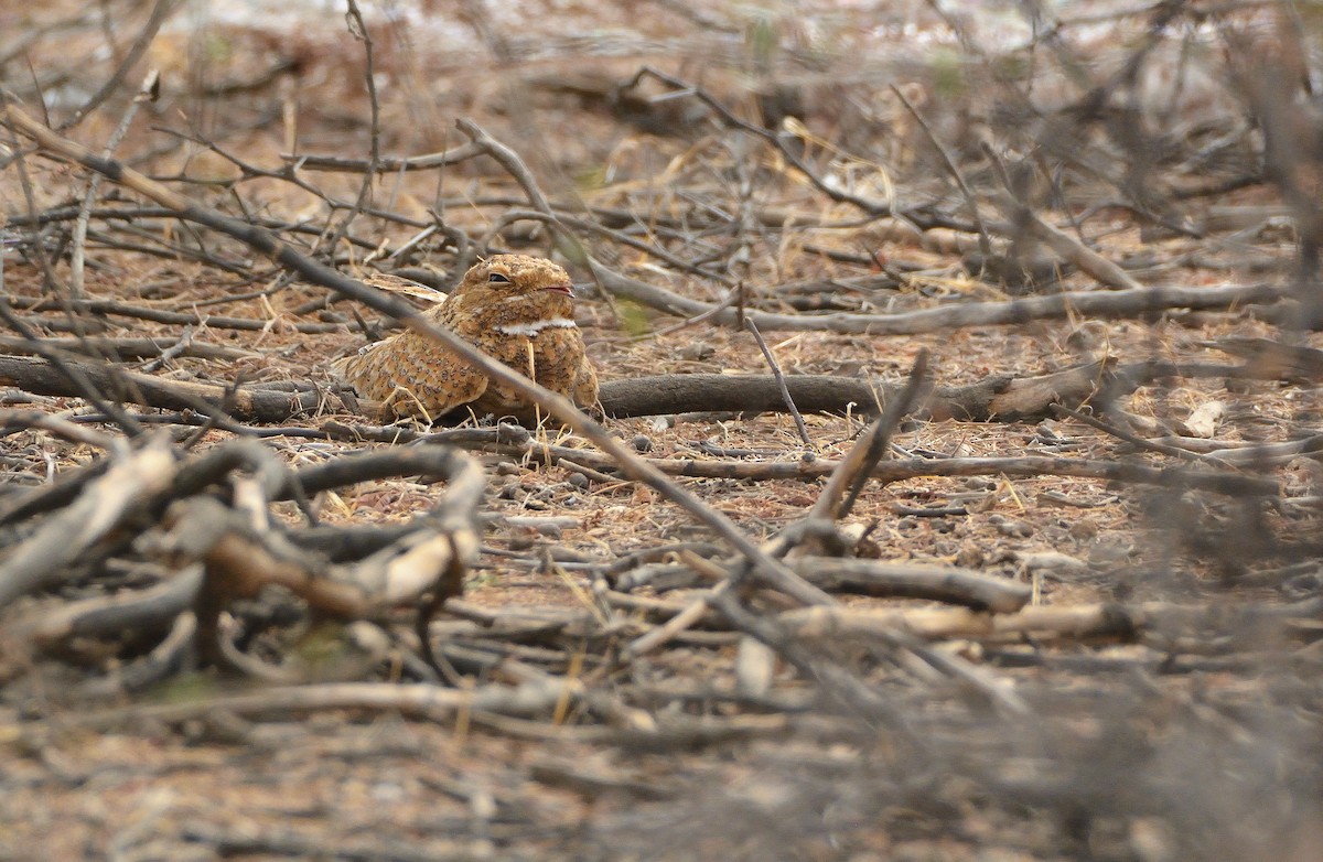 Golden Nightjar - ML616026500