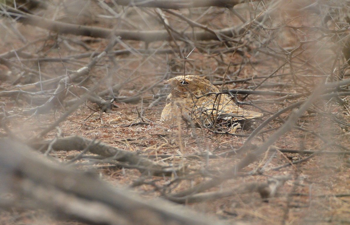 Golden Nightjar - ML616026501