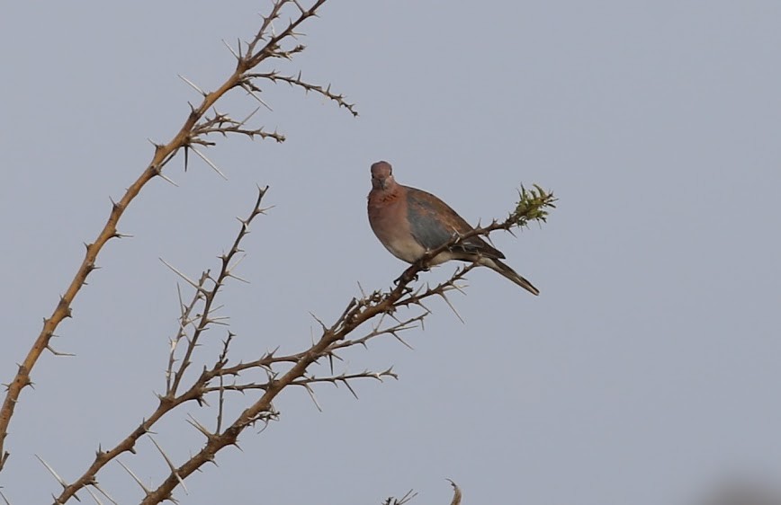 Laughing Dove - ML616026660