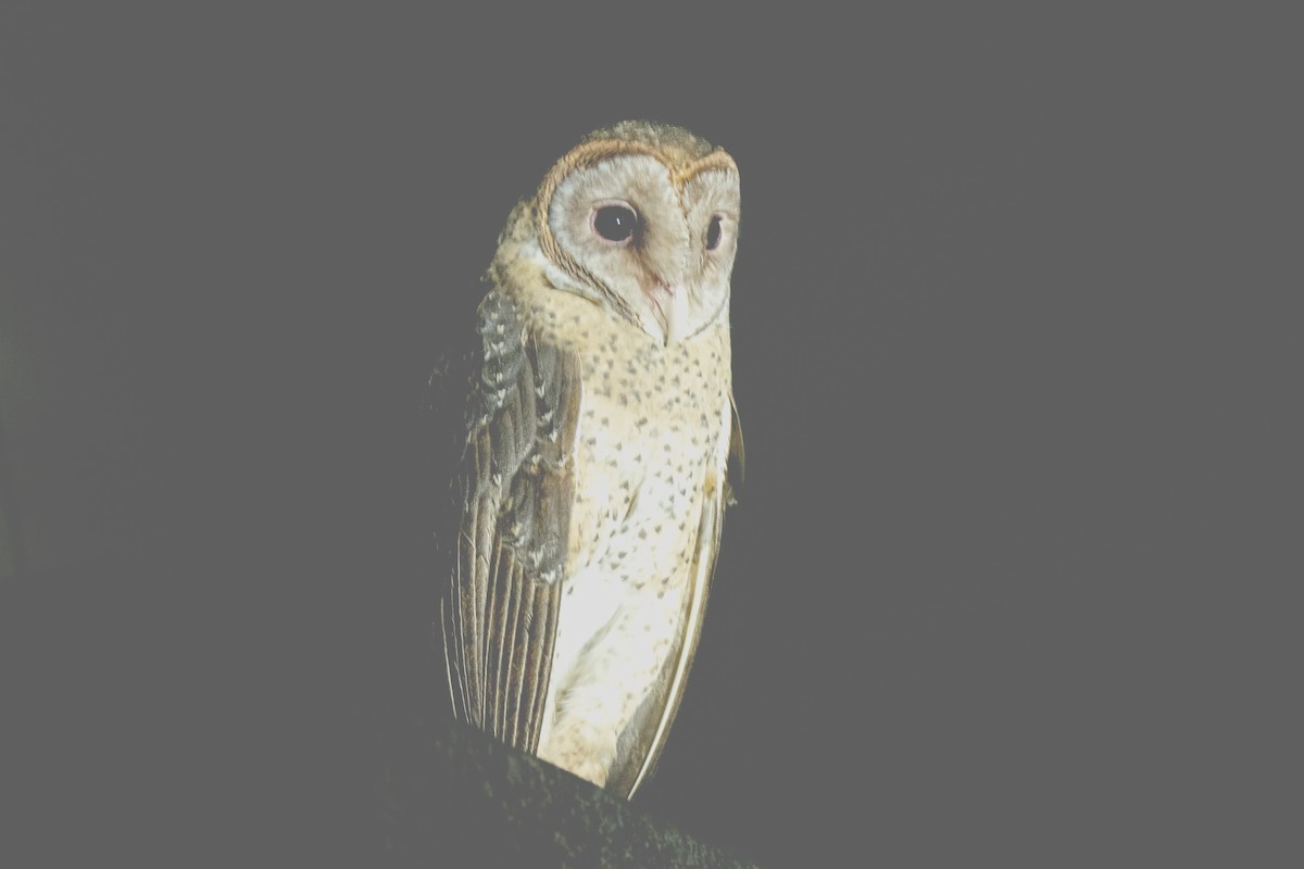 Andaman Masked-Owl - ML616026791