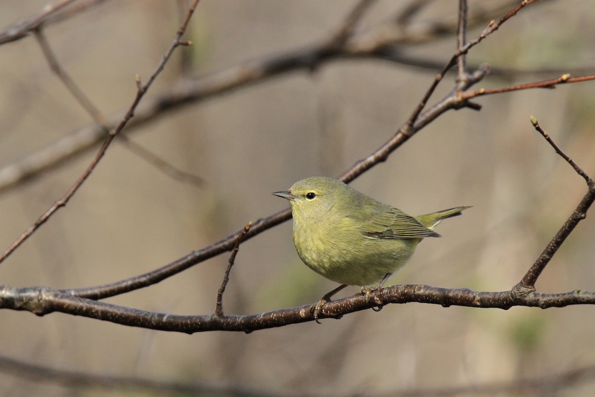 Orange-crowned Warbler - Evan Knudsen