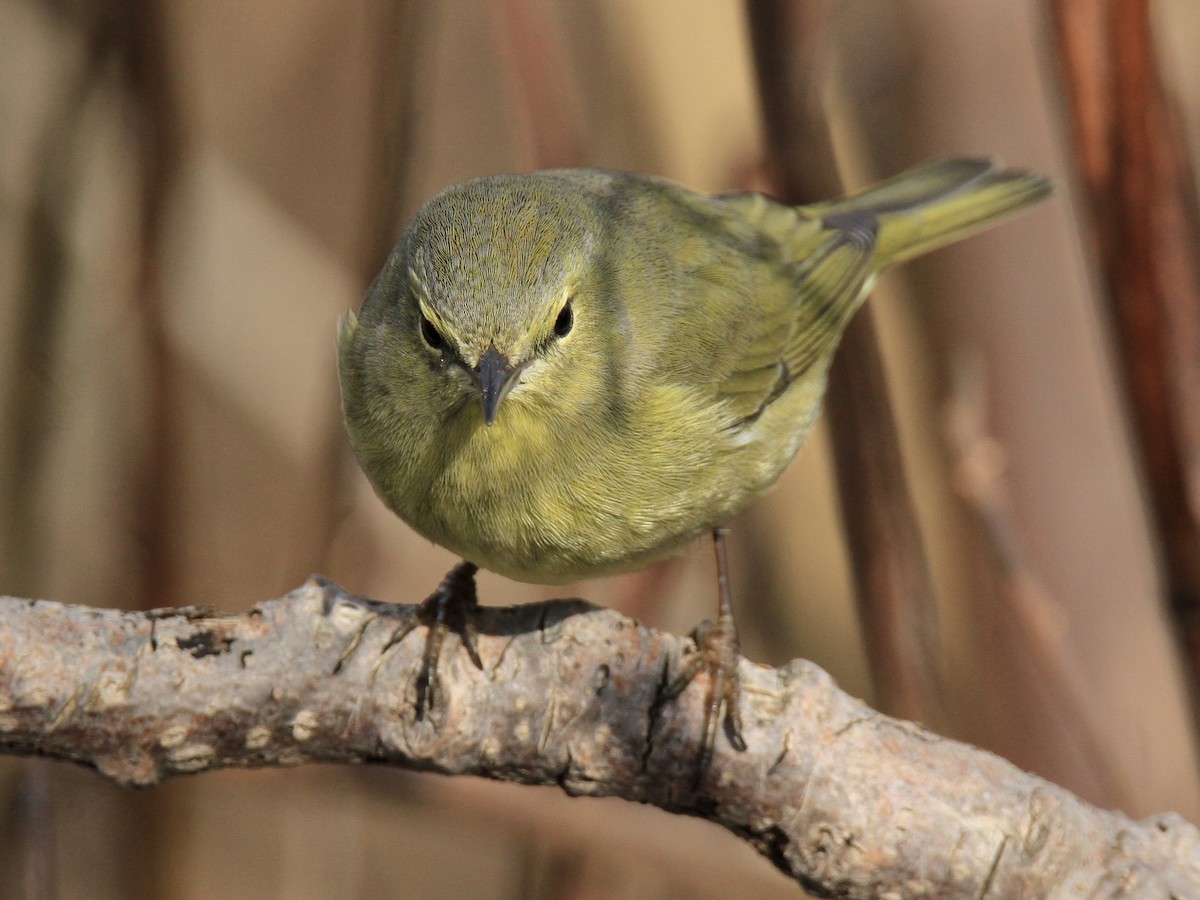 Orange-crowned Warbler - Evan Knudsen