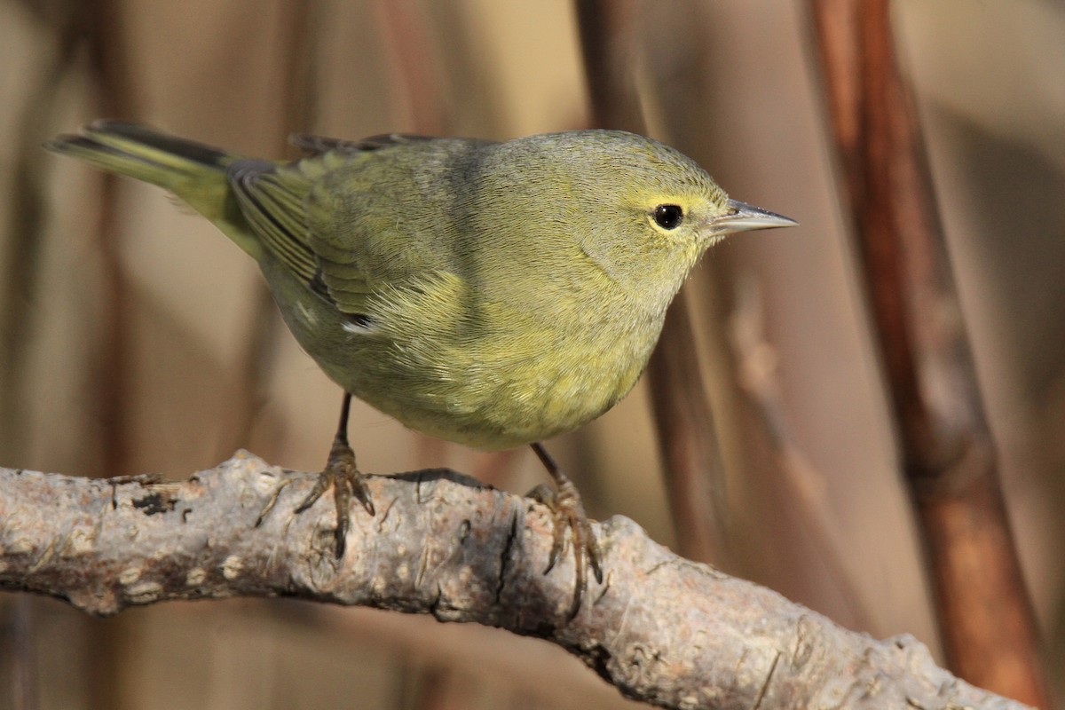 Orange-crowned Warbler - ML616026850