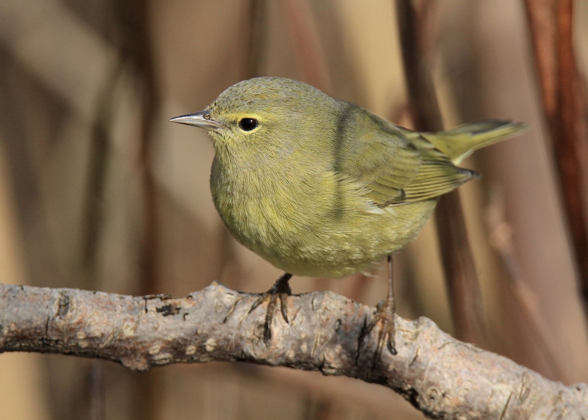 Orange-crowned Warbler - Evan Knudsen