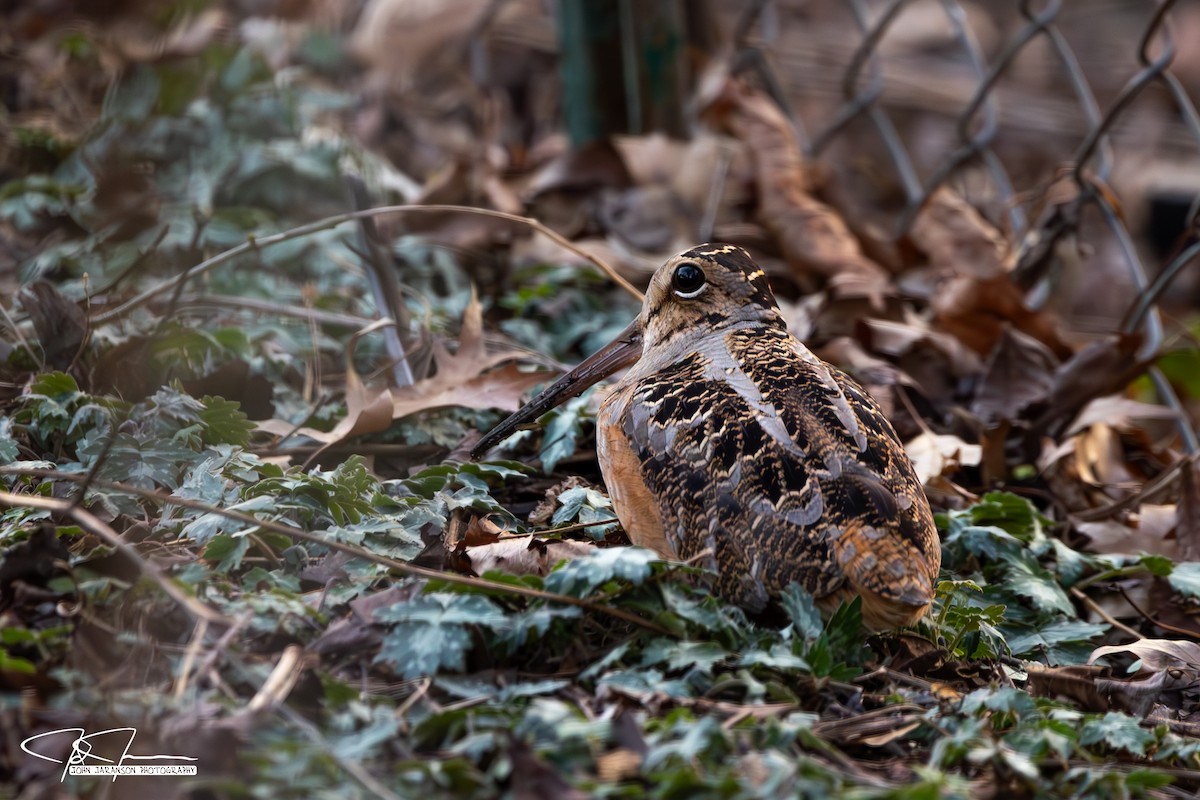 American Woodcock - ML616026887