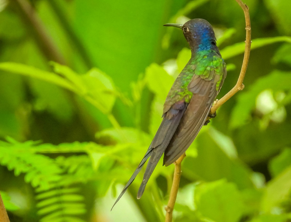Swallow-tailed Hummingbird - ML616026898