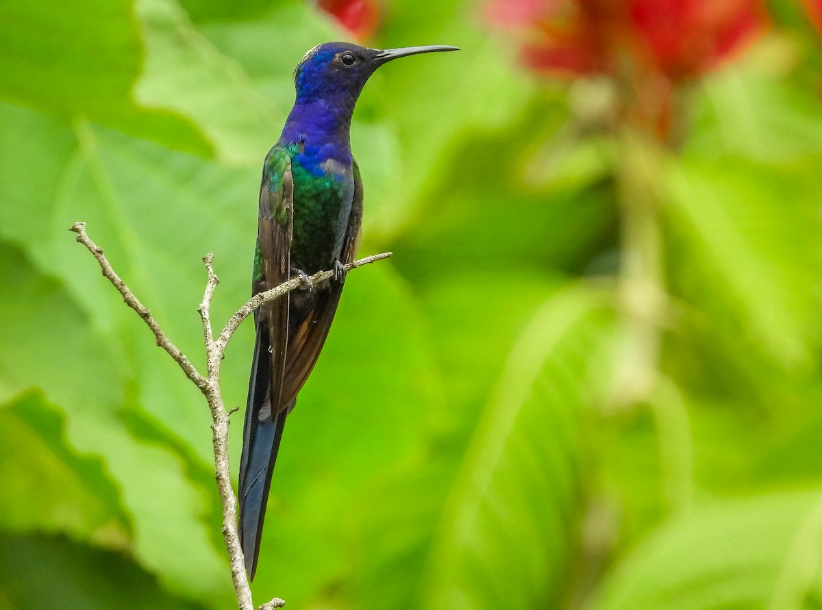Swallow-tailed Hummingbird - ML616026899