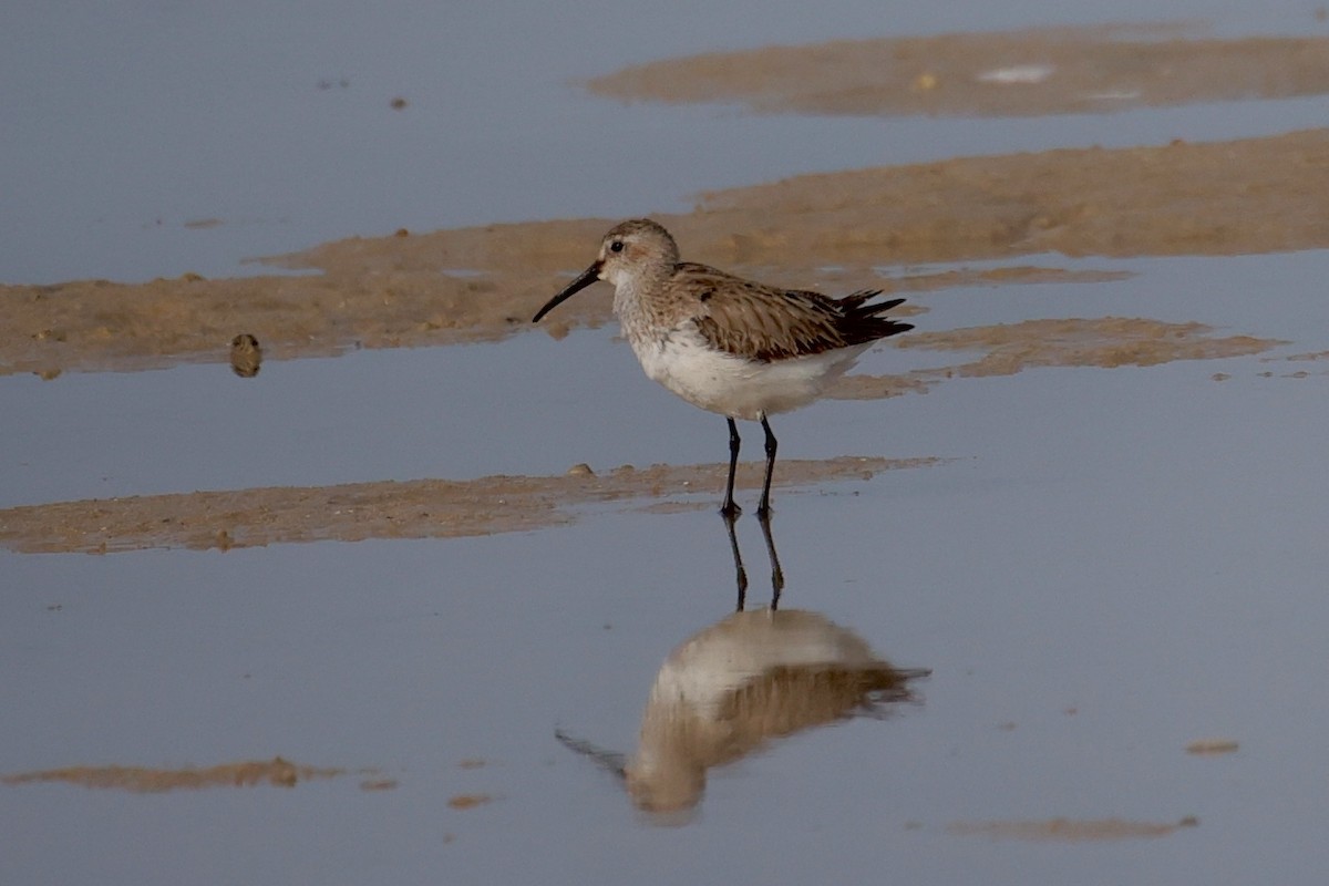 Dunlin - ML616026934