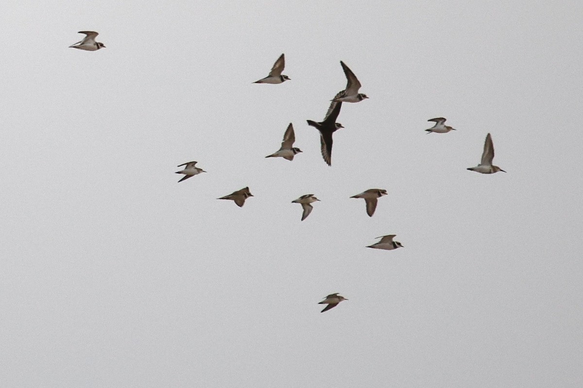 Little Stint - ML616026939