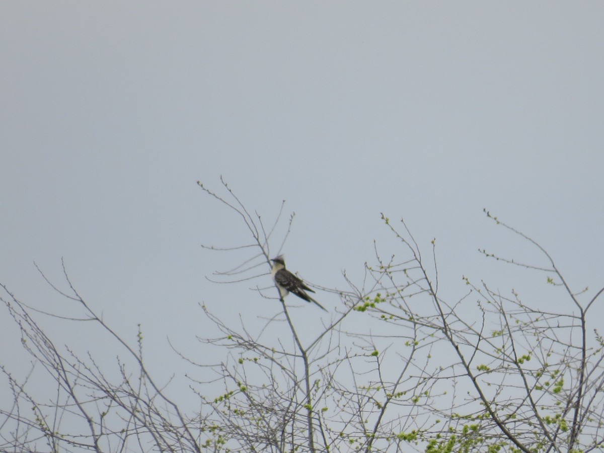 Great Spotted Cuckoo - ML616027013