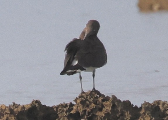 Sooty Gull - ML616027018