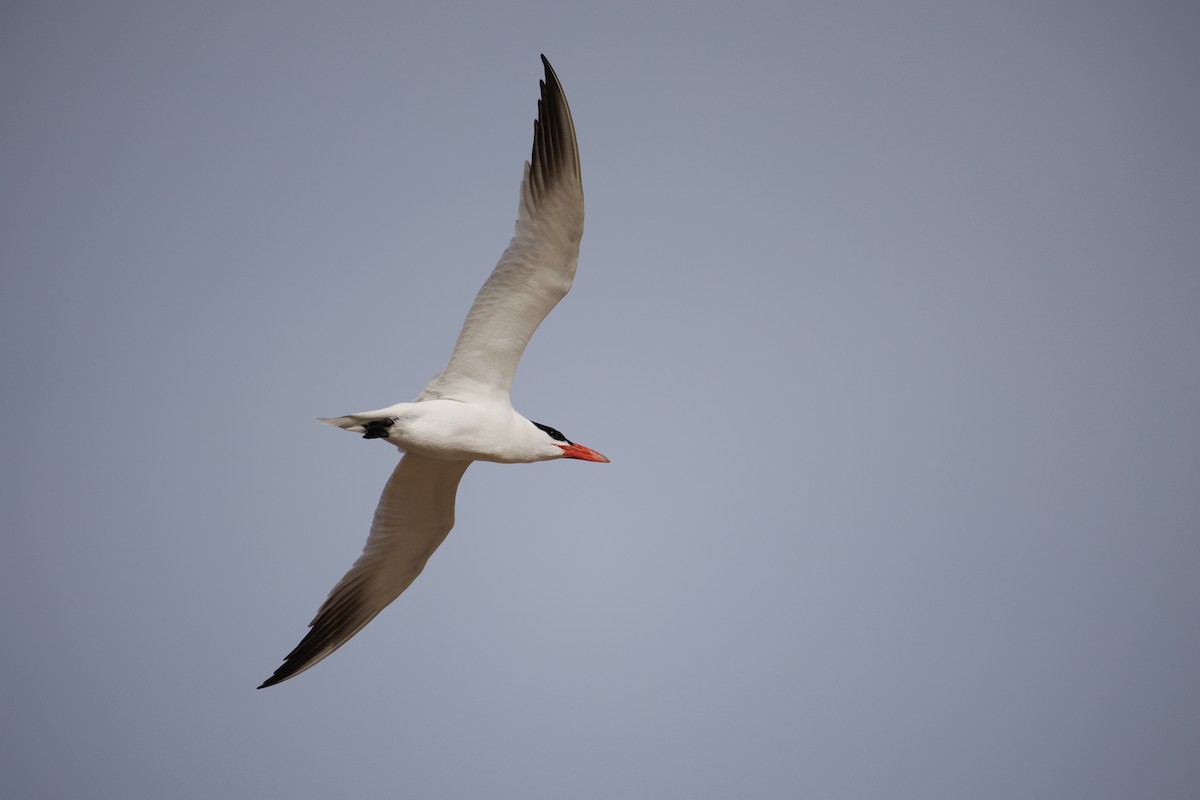 Caspian Tern - ML616027027