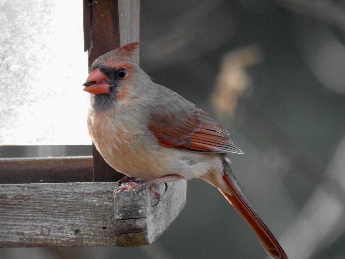 Northern Cardinal - ML616027038