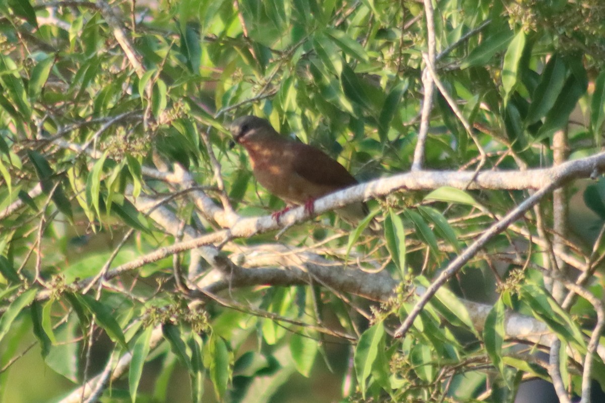 White-eared Brown-Dove (Buff-eared) - ML616027082