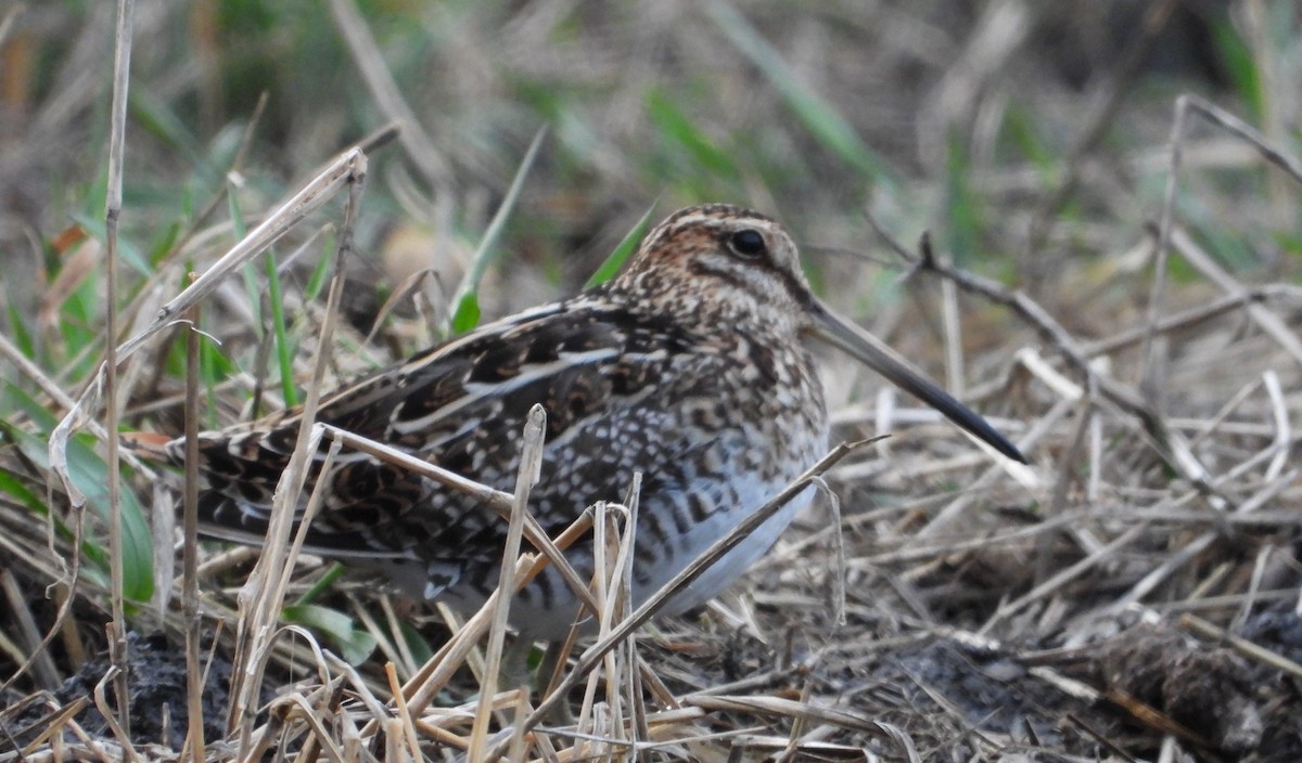 Wilson's Snipe - ML616027127