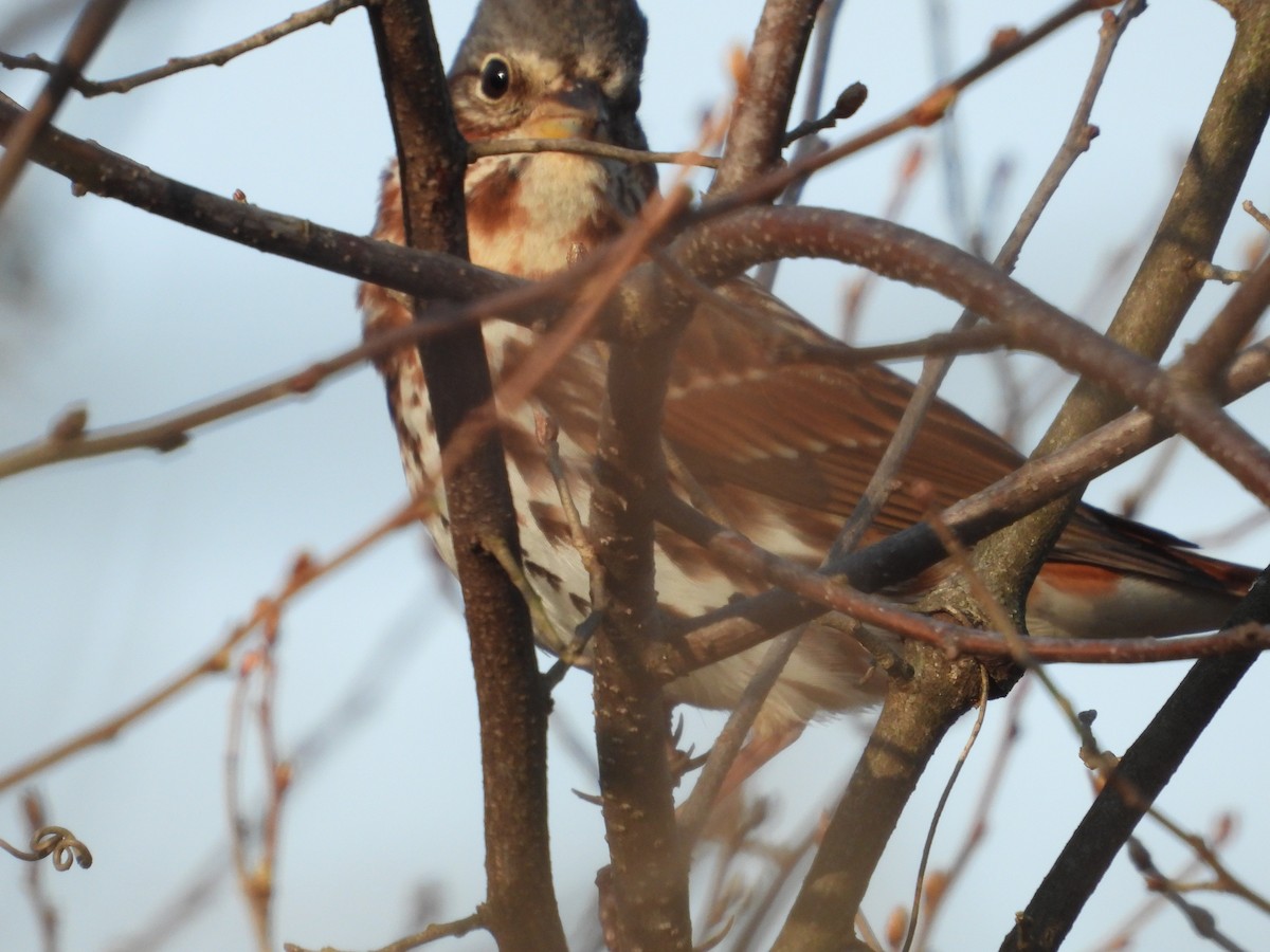 Fox Sparrow - ML616027151