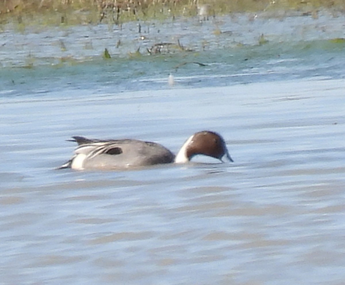 Northern Pintail - ML616027153