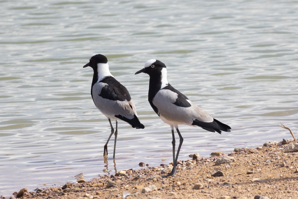 Blacksmith Lapwing - ML616027250