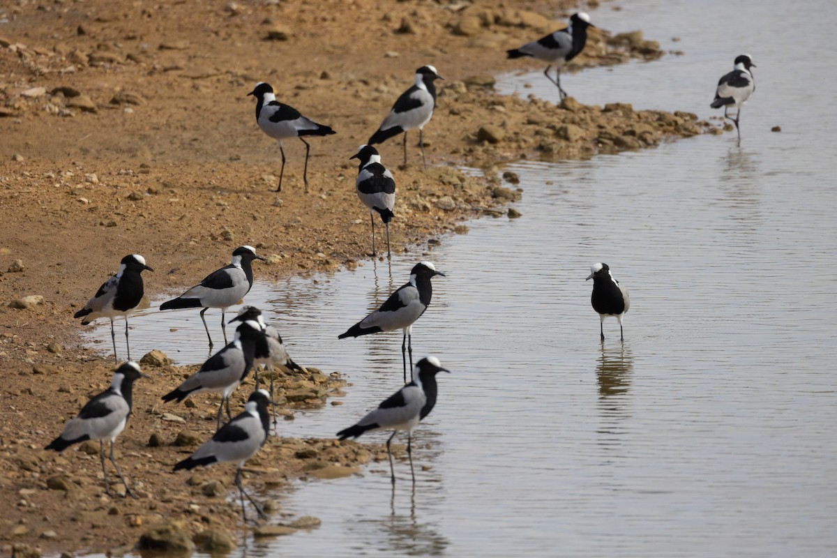 Blacksmith Lapwing - ML616027251