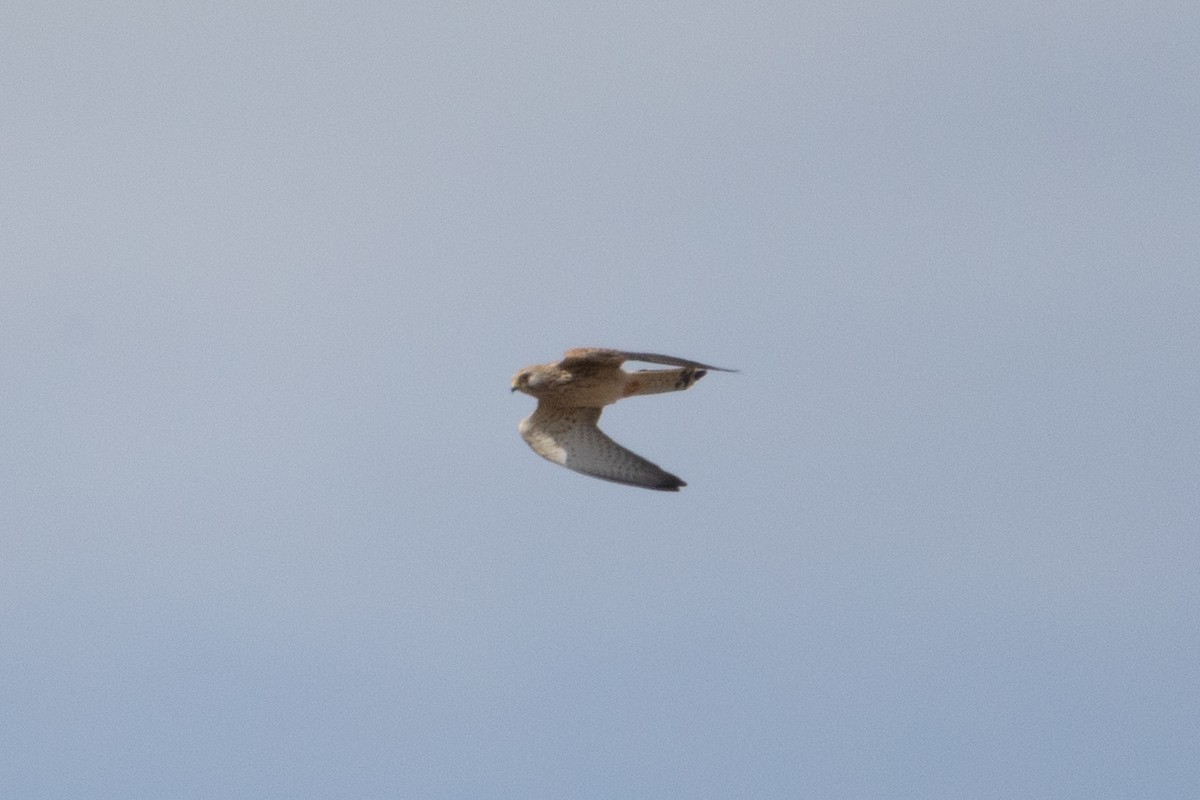 Lesser Kestrel - ML616027262