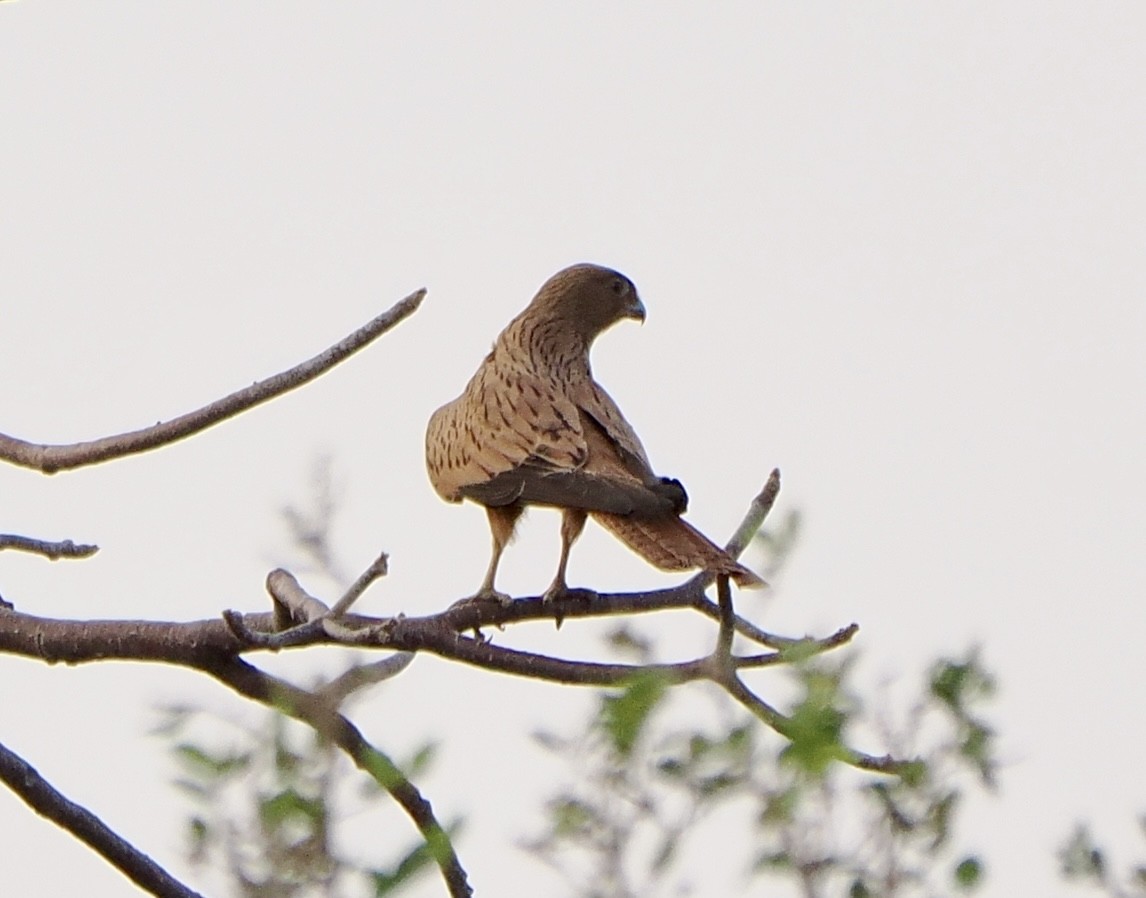 Fox Kestrel - ML616027285