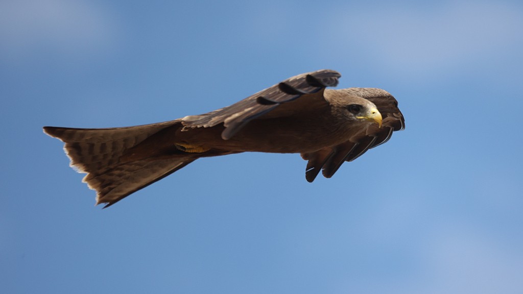 Black Kite (Yellow-billed) - ML616027303