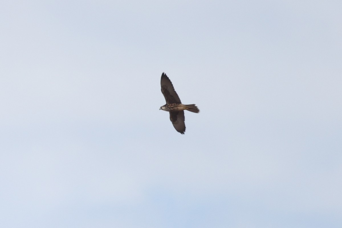 Lanner Falcon - Ian Rijsdijk