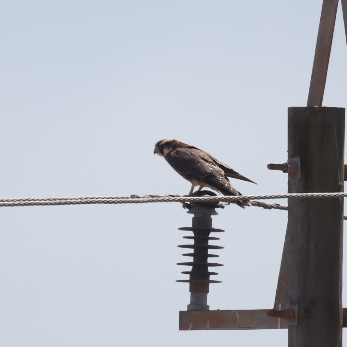 Lanner Falcon - ML616027316