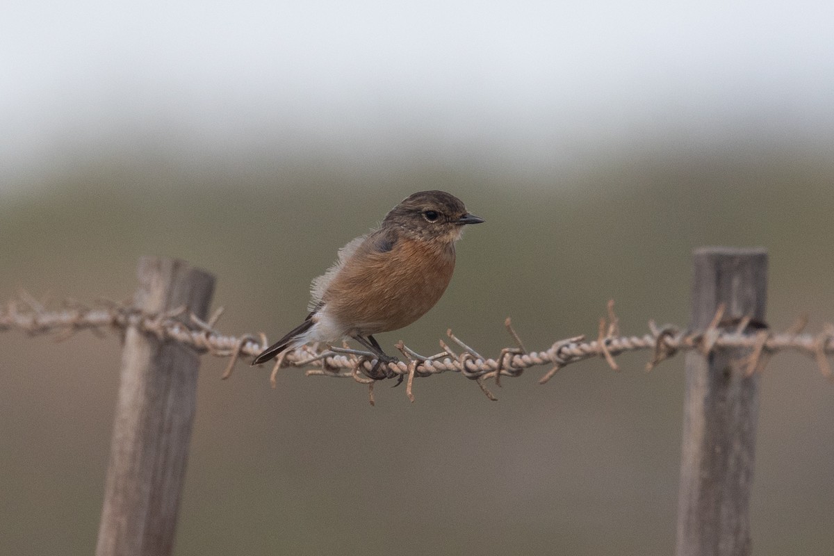 African Stonechat (African) - ML616027337