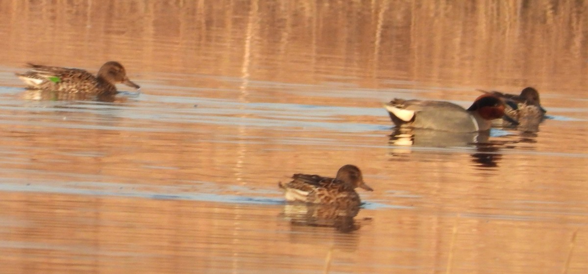 Green-winged Teal - Brent Daggett