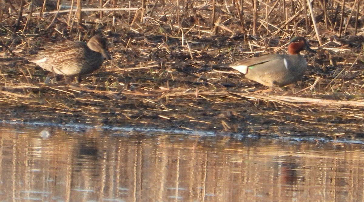 Green-winged Teal - Brent Daggett