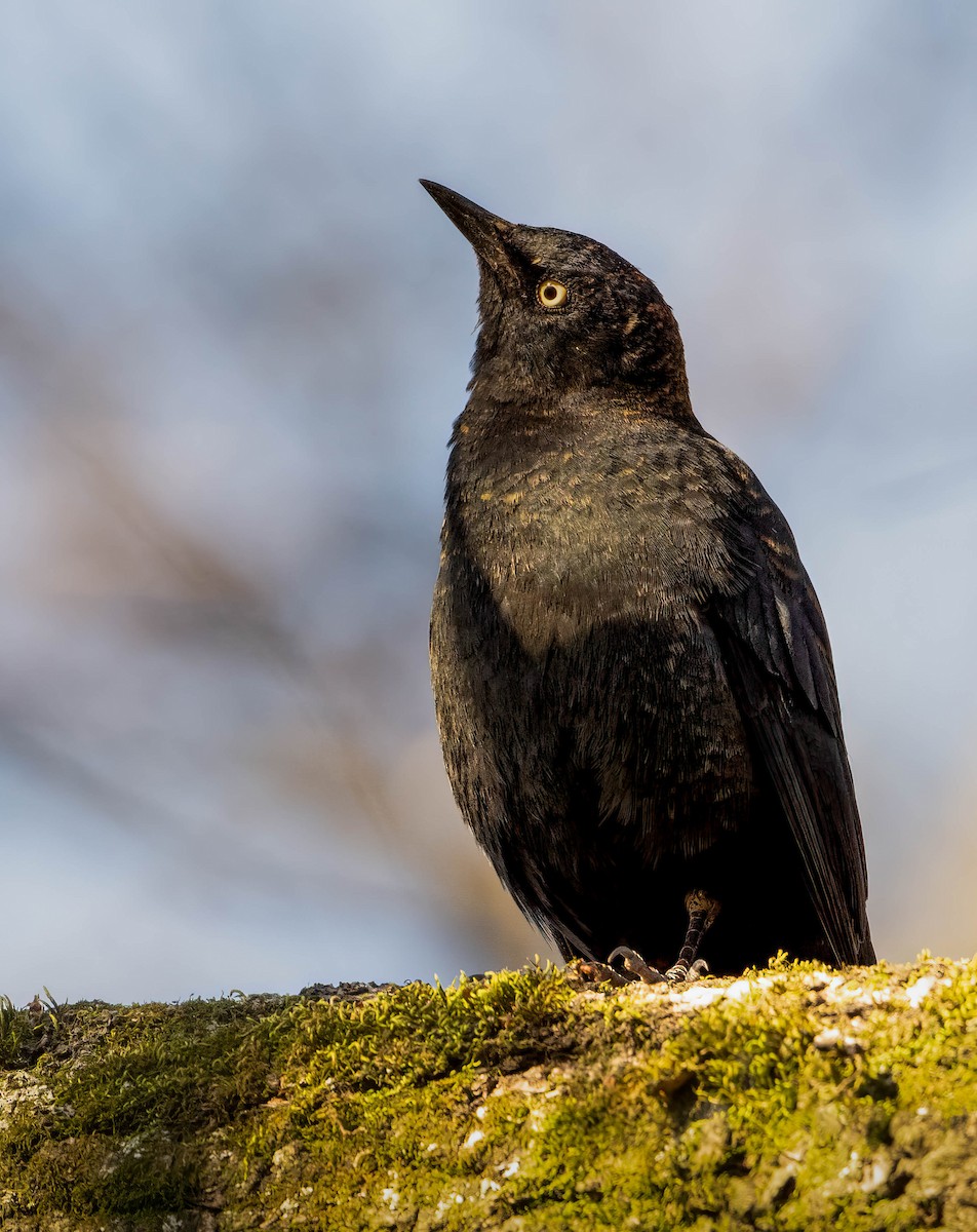 Common Grackle - ML616027362