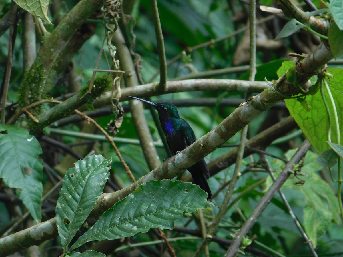 Black-throated Brilliant - ML616027383