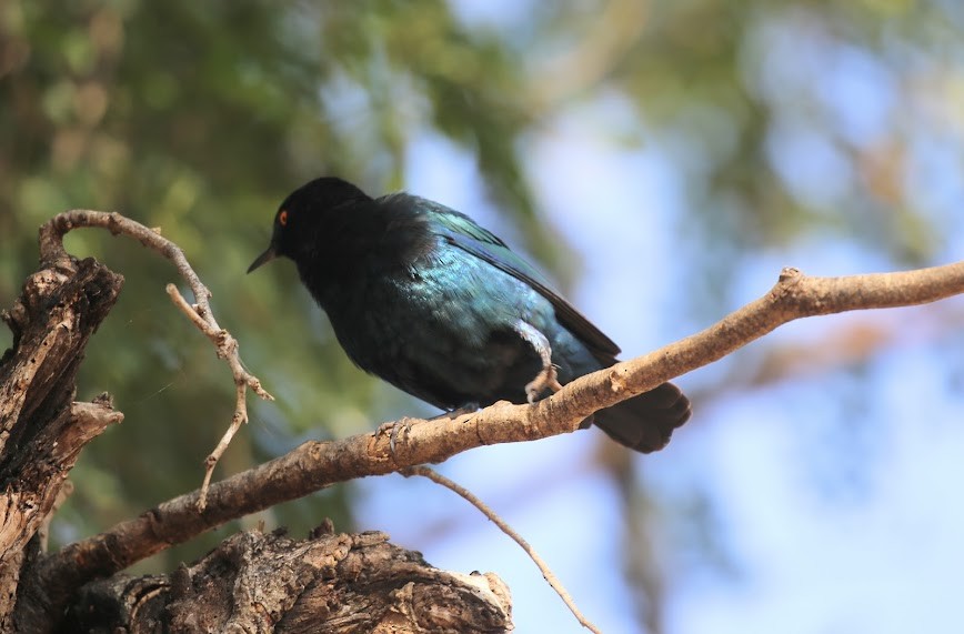 Cape Starling - ML616027437