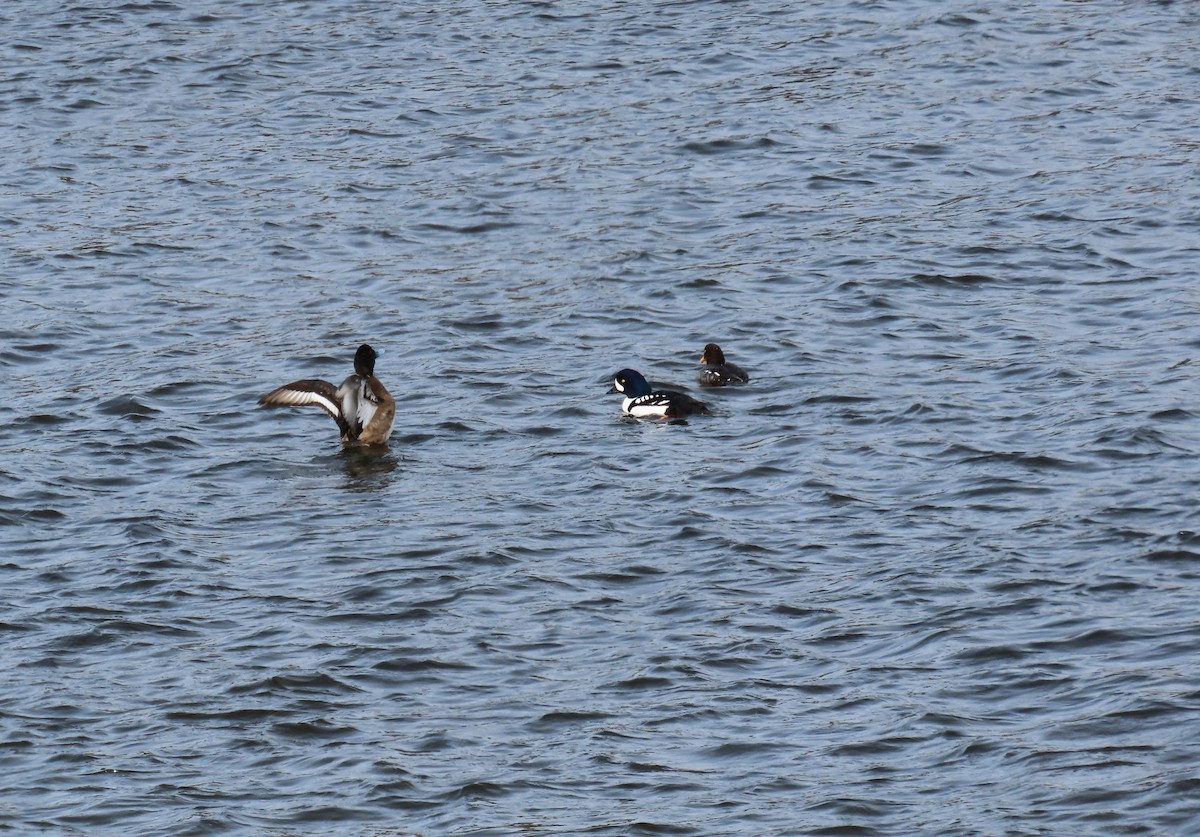 Barrow's Goldeneye - ML616027451