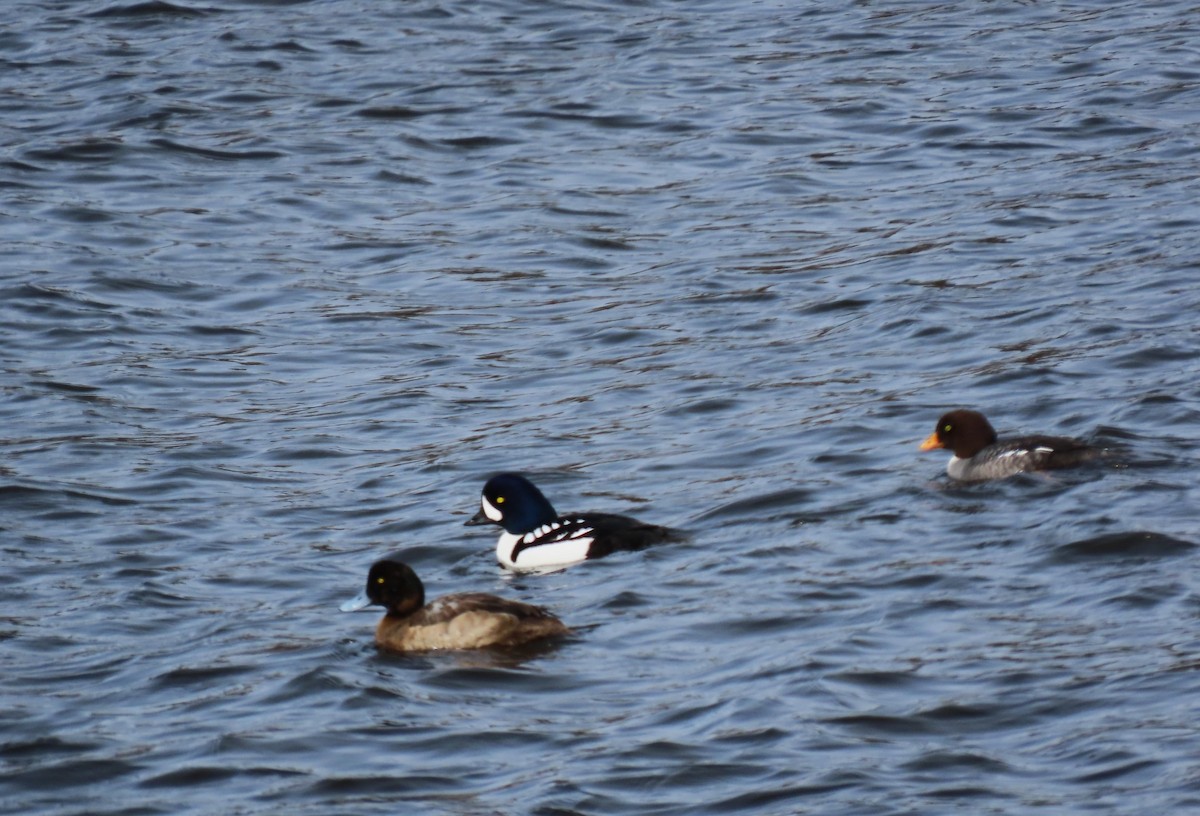 Barrow's Goldeneye - ML616027452